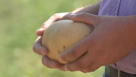 To hand in the hands of a large fruit of potatoes Stock Footage 116490002