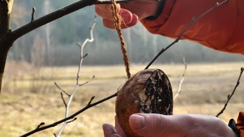 A hand hangs a bird feeder on a tree in bright sunlight. Stock Footage 324757545