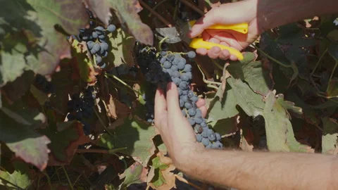 Hand harvesting grapes close-up. Stock Footage 346720775
