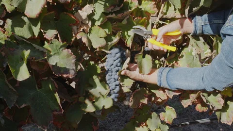 Hand harvesting grapes close-up. Stock Footage 346720787