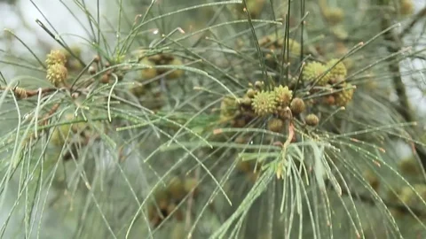Hand harvesting pine fruit Stock Footage