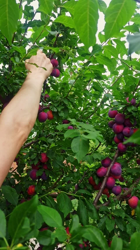 Hand harvesting ripe plums from a tree in a lush orchard Stock Footage 341936004