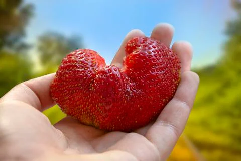 Hand with a heart of strawberries Stock Photos