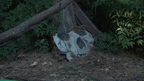 Hand Held Broken Abandoned Cement Skull Leaning Against the Trunk of a Tree H Video stock 97484742
