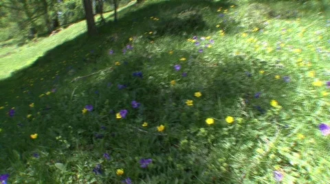 Hand held cam walk through meadow 스톡 동영상 532721
