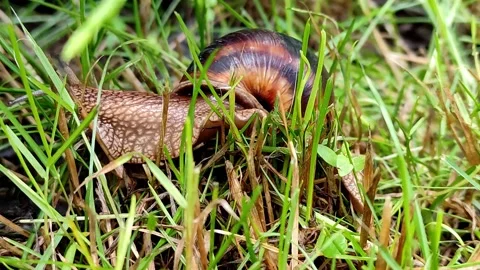 Hand held camera captures a large snail crawling in the grass Stock Footage 155167559