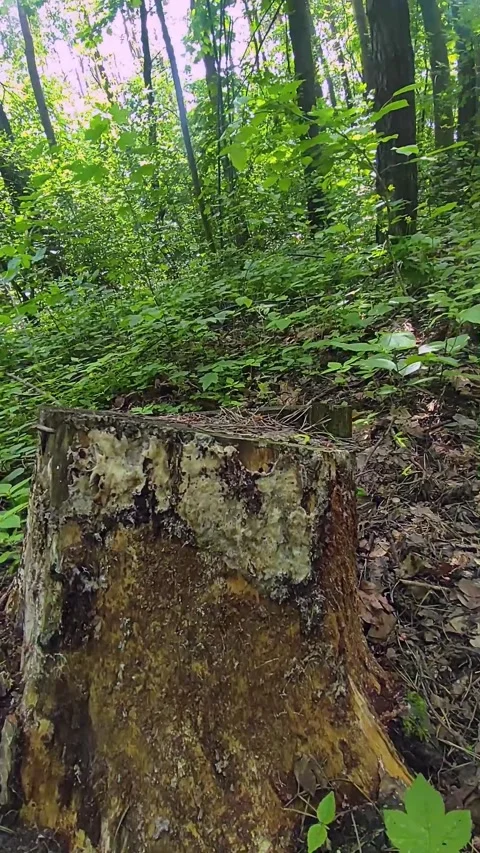 Hand-held camera shooting for tracking 3D objects or text Video stock 276569248