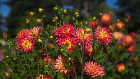 Hand-held camera tracking around large group of dahlias. Stock Footage 87712876