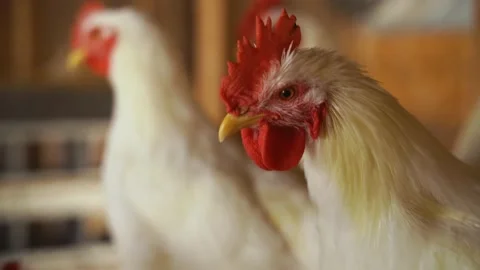 Hand held close up and pan of white chicken face in farm coop Stock Footage 149095476