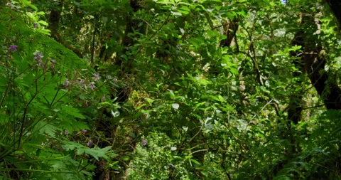 A hand held close up shot of different plants in a forest. Sunny day, purple Stock Footage 197572324