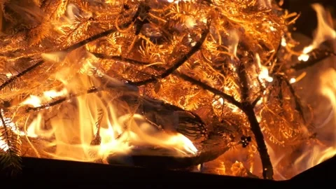 Hand held close up of slowly burning pine christmas tree Vídeo Stock 233723361