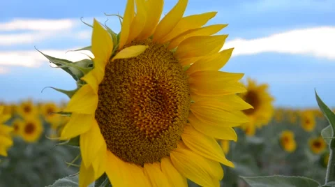 A hand held DSLR shot of a fully bloomed sunflower towards the end of the summer Video stock 68139997