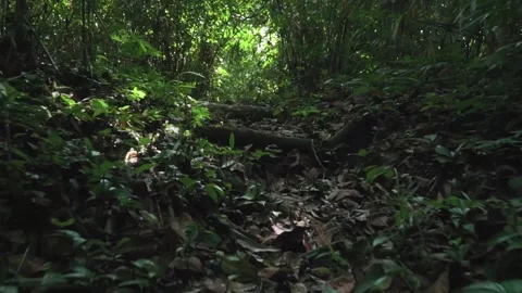 Hand-held forest shot 스톡 동영상 137299803