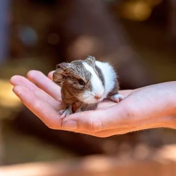 A Hand Held Guinea Pig Stock Photos
