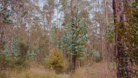 Hand held landscape shot of the forest in slow motion Stock Footage 273122214