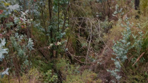 Hand held landscape shot of the forest in slow motion Video stock 273122293