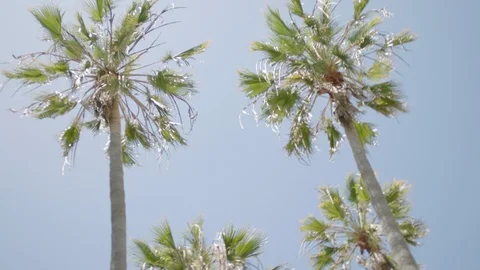 HAND HELD MOVING CLOSE UP SHOT OF PALM TREES Stock Footage 127472847