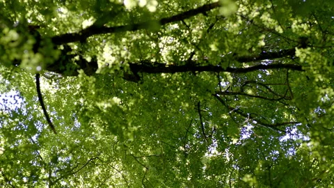 Hand Held POV looking up into green tree canopy Stock Footage 159871674
