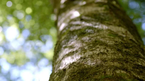 Hand Held POV looking up old tree trunk Stock Footage 159868129