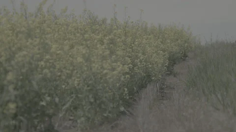 Hand Held Rack focus of the edge of a Canola Oil Flower Field Stock Footage 235237271