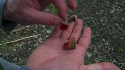 Hand-Held Scarlet Elf Cup: Macro Close-Up of Sarcoscypha coccinea Stock Footage 309853891