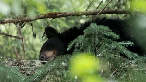 Hand-held shot of black bear resting on a pine tree branch Stock Footage 110919397