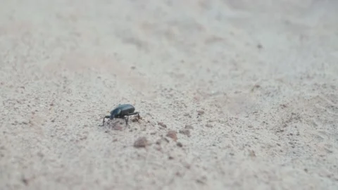 Hand held shot of Black Bug in desert crawling towards camera Stock Footage 146027844