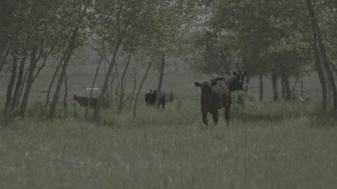 Hand Held shot of a Calf Walking Towards Camera in a Pasture Stock Footage 235377461