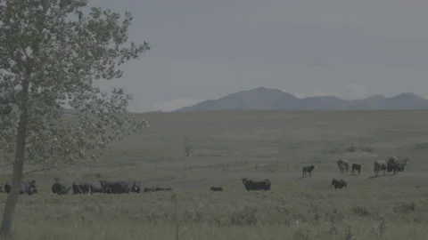 Hand Held Shot of Cattle in a Pasture in Rural Montana in Summer Stock Footage 235369002
