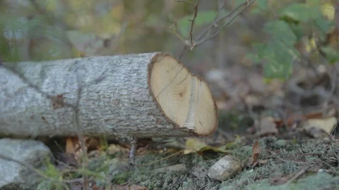 Hand Held Shot Cut Down Tree Log Video stock 106676819