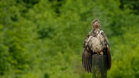 Hand-held shot of an eagle perching on a pole Stock Footage 110919237