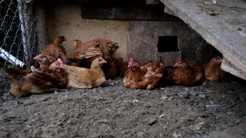 Hand held shot of few broilers relaxing in the corner of outdoor enclosure Stock Footage 296370527