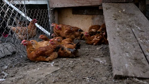 Hand held shot of few young broilers gather in the corner of the enclosure Stock Footage 296366901