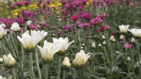 Hand held shot of flower Видео 104344850