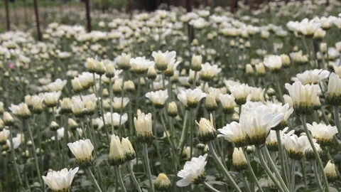 Hand held shot of flower Видео 104344875