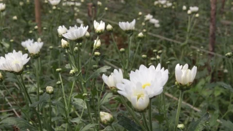 Hand held shot of flower Видео 104344890