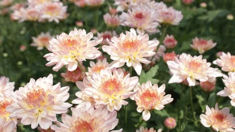 Hand held shot of flower Видео 104344899