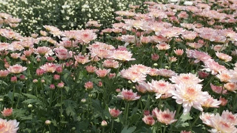 Hand held shot of flower Видео 104344913