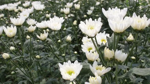 Hand held shot of flower Stock Footage 104344934