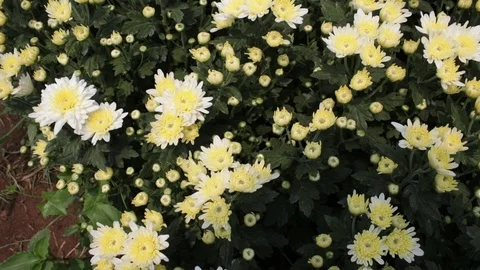 Hand held shot of flower Видео 104344972