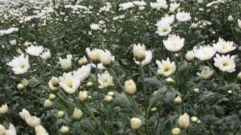 Hand held shot of flower Видео 104344987