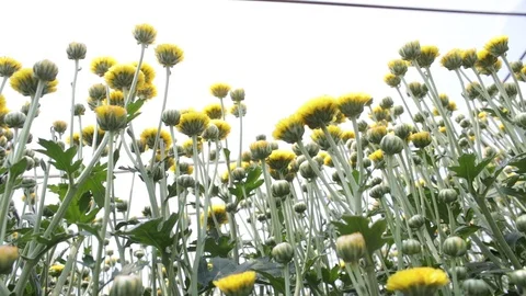 Hand held shot of flower Stock Footage 104345028