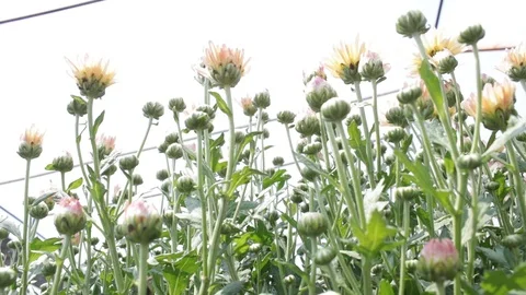 Hand held shot of flower Stock Footage 104345050