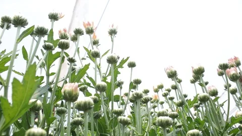 Hand held shot of flower Видео 104345066