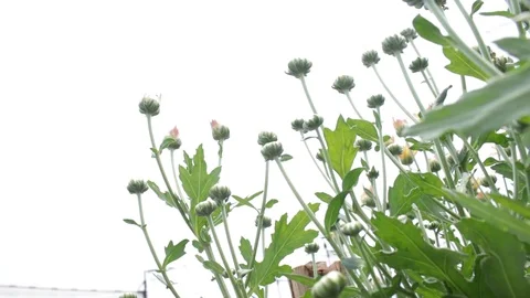 Hand held shot of flower Видео 104345096