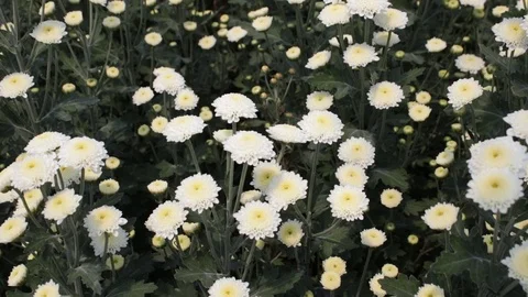 Hand held shot of flower Stock Footage 104345124