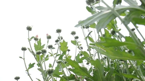 Hand held shot of flower Видео 104345130