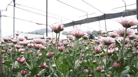 Hand held shot of flower Видео 104345164