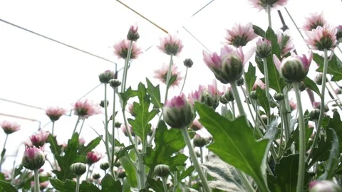 Hand held shot of flower Stock Footage 104345208