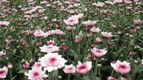 Hand held shot of flower Stockbeeldmateriaal 104345247